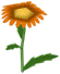 Whoopsie Daisy, a orange flower in Toontown Rewritten