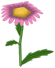 Lazy Daisy, a pink flower in Toontown Rewritten