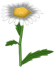 Midsummer Daisy, a white flower in Toontown Rewritten