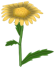School Daisy, a yellow flower in Toontown Rewritten