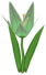 Lily Pad, a green flower in Toontown Rewritten
