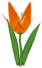 Tiger Lily, a orange flower in Toontown Rewritten