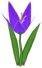 Silly Lily, a violet flower in Toontown Rewritten