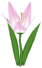 Lily-of-the-Alley, a white flower in Toontown Rewritten