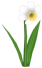 Daffy Dill, a white flower in Toontown Rewritten