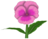 Smarty Pansy, a pink flower in Toontown Rewritten