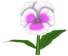 Chim Pansy, a white flower in Toontown Rewritten