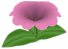 Platoonia, a pink flower in Toontown Rewritten