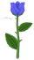 Istilla Rose, a blue flower in Toontown Rewritten