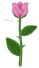 Tinted Rose, a pink flower in Toontown Rewritten