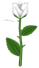 Stinking Rose, a white flower in Toontown Rewritten